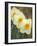 Closeup of White Daffodils, Arlington, Virginia, USA-Corey Hilz-Framed Photographic Print