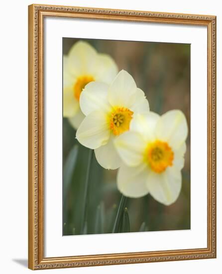 Closeup of White Daffodils, Arlington, Virginia, USA-Corey Hilz-Framed Photographic Print