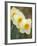 Closeup of White Daffodils, Arlington, Virginia, USA-Corey Hilz-Framed Photographic Print