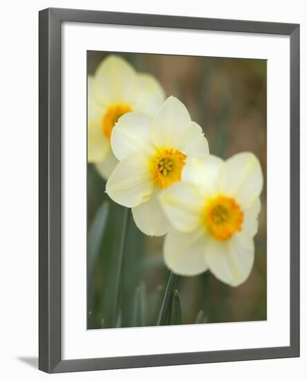 Closeup of White Daffodils, Arlington, Virginia, USA-Corey Hilz-Framed Photographic Print