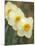 Closeup of White Daffodils, Arlington, Virginia, USA-Corey Hilz-Mounted Photographic Print