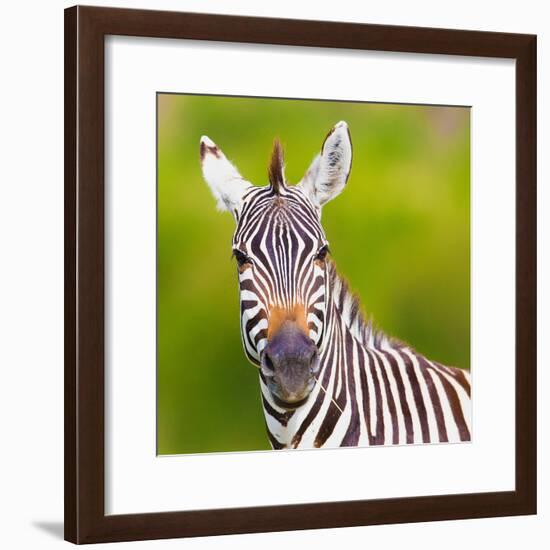 Closeup on Beautiful Zebra's Head Looking Curiously and Standing in Savannah Grass with Sky in the-Sergei Kolesnikov-Framed Photographic Print