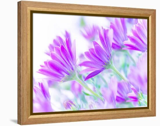 Closeup on Gentle Pink Daisy Flowers, Fresh Chamomile Field-Anna Omelchenko-Framed Premier Image Canvas