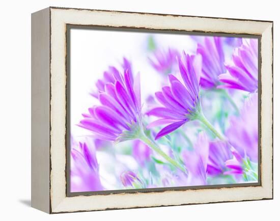 Closeup on Gentle Pink Daisy Flowers, Fresh Chamomile Field-Anna Omelchenko-Framed Premier Image Canvas