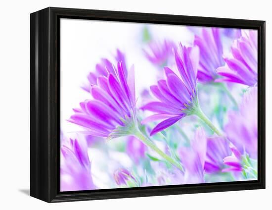 Closeup on Gentle Pink Daisy Flowers, Fresh Chamomile Field-Anna Omelchenko-Framed Premier Image Canvas