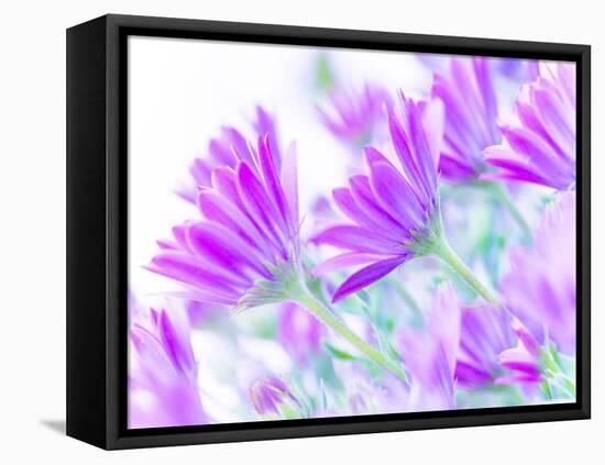 Closeup on Gentle Pink Daisy Flowers, Fresh Chamomile Field-Anna Omelchenko-Framed Premier Image Canvas