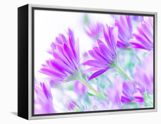 Closeup on Gentle Pink Daisy Flowers, Fresh Chamomile Field-Anna Omelchenko-Framed Premier Image Canvas