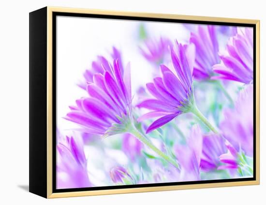 Closeup on Gentle Pink Daisy Flowers, Fresh Chamomile Field-Anna Omelchenko-Framed Premier Image Canvas