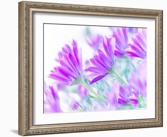 Closeup on Gentle Pink Daisy Flowers, Fresh Chamomile Field-Anna Omelchenko-Framed Photographic Print