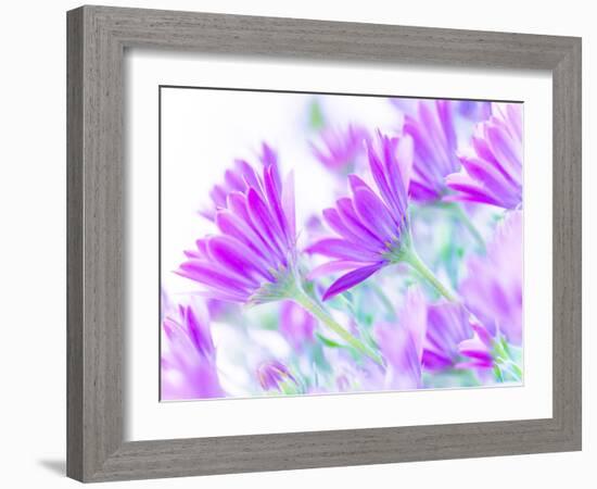 Closeup on Gentle Pink Daisy Flowers, Fresh Chamomile Field-Anna Omelchenko-Framed Photographic Print