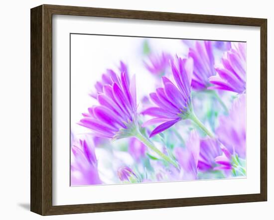 Closeup on Gentle Pink Daisy Flowers, Fresh Chamomile Field-Anna Omelchenko-Framed Photographic Print