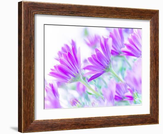 Closeup on Gentle Pink Daisy Flowers, Fresh Chamomile Field-Anna Omelchenko-Framed Photographic Print