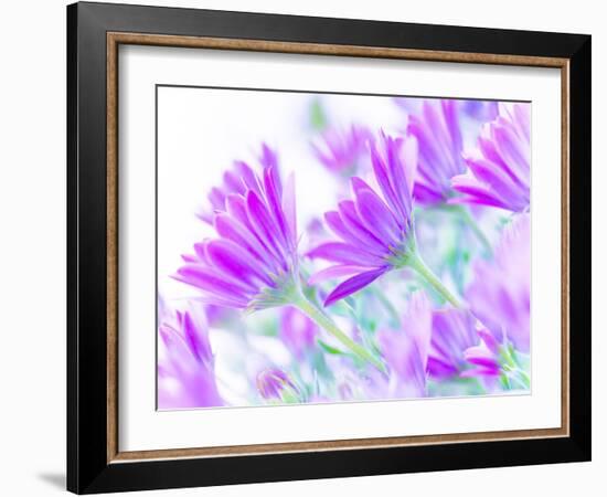 Closeup on Gentle Pink Daisy Flowers, Fresh Chamomile Field-Anna Omelchenko-Framed Photographic Print