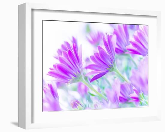 Closeup on Gentle Pink Daisy Flowers, Fresh Chamomile Field-Anna Omelchenko-Framed Photographic Print