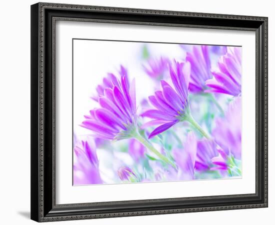 Closeup on Gentle Pink Daisy Flowers, Fresh Chamomile Field-Anna Omelchenko-Framed Photographic Print