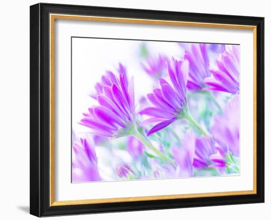 Closeup on Gentle Pink Daisy Flowers, Fresh Chamomile Field-Anna Omelchenko-Framed Photographic Print