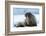 Closeup on Svalbard Walrus with Tusks-Mats Brynolf-Framed Photographic Print