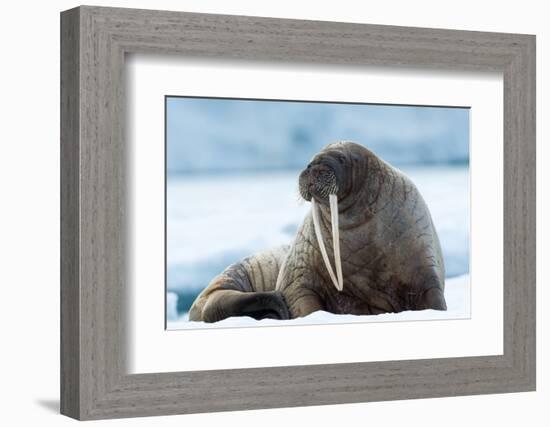 Closeup on Svalbard Walrus with Tusks-Mats Brynolf-Framed Photographic Print