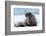 Closeup on Svalbard Walrus with Tusks-Mats Brynolf-Framed Photographic Print