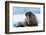 Closeup on Svalbard Walrus with Tusks-Mats Brynolf-Framed Photographic Print