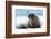 Closeup on Svalbard Walrus with Tusks-Mats Brynolf-Framed Photographic Print