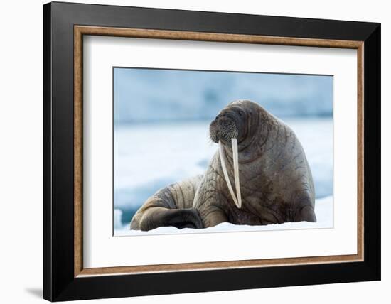 Closeup on Svalbard Walrus with Tusks-Mats Brynolf-Framed Photographic Print