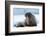 Closeup on Svalbard Walrus with Tusks-Mats Brynolf-Framed Photographic Print