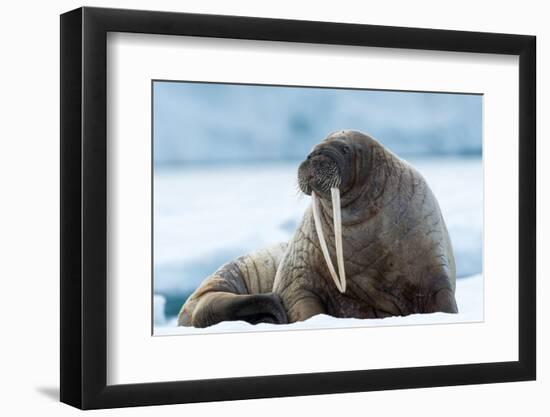 Closeup on Svalbard Walrus with Tusks-Mats Brynolf-Framed Photographic Print