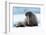 Closeup on Svalbard Walrus with Tusks-Mats Brynolf-Framed Photographic Print