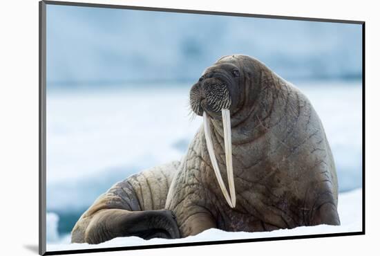Closeup on Svalbard Walrus with Tusks-Mats Brynolf-Mounted Photographic Print