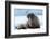 Closeup on Svalbard Walrus with Tusks-Mats Brynolf-Framed Photographic Print