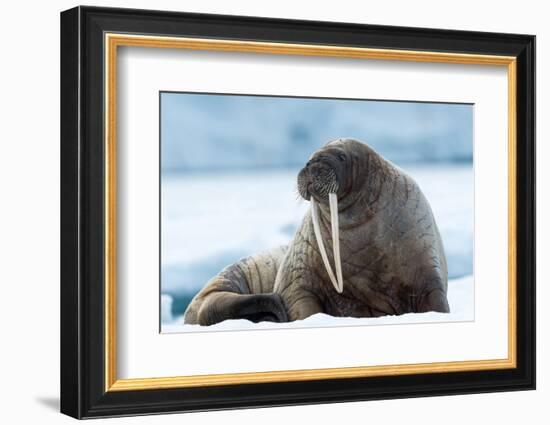 Closeup on Svalbard Walrus with Tusks-Mats Brynolf-Framed Photographic Print