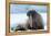 Closeup on Svalbard Walrus with Tusks-Mats Brynolf-Framed Premier Image Canvas