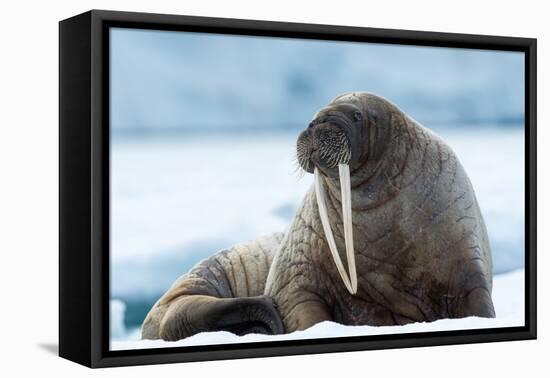 Closeup on Svalbard Walrus with Tusks-Mats Brynolf-Framed Premier Image Canvas