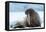 Closeup on Svalbard Walrus with Tusks-Mats Brynolf-Framed Premier Image Canvas