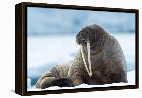 Closeup on Svalbard Walrus with Tusks-Mats Brynolf-Framed Premier Image Canvas