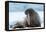 Closeup on Svalbard Walrus with Tusks-Mats Brynolf-Framed Premier Image Canvas