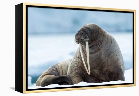 Closeup on Svalbard Walrus with Tusks-Mats Brynolf-Framed Premier Image Canvas