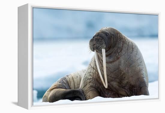 Closeup on Svalbard Walrus with Tusks-Mats Brynolf-Framed Premier Image Canvas