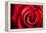 Closeup Red Rose Flower as Love Nature Background-Voy-Framed Premier Image Canvas