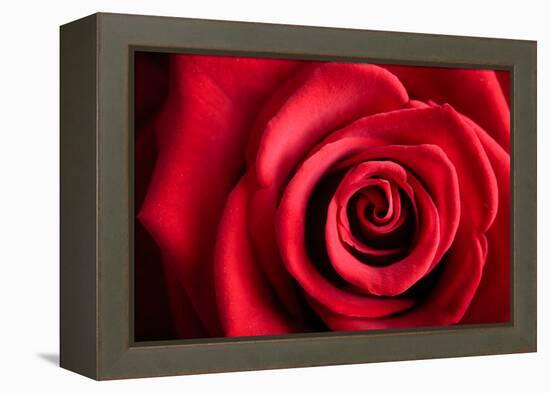 Closeup Red Rose Flower as Love Nature Background-Voy-Framed Premier Image Canvas