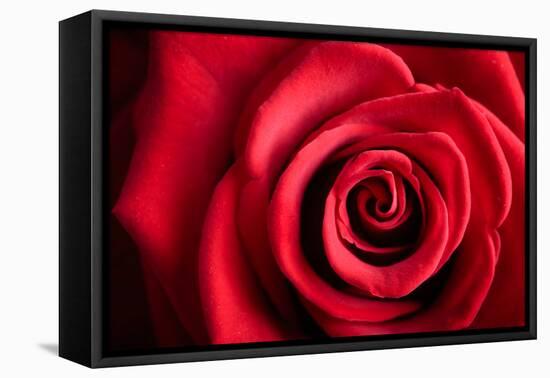 Closeup Red Rose Flower as Love Nature Background-Voy-Framed Premier Image Canvas