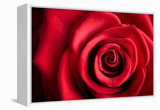 Closeup Red Rose Flower as Love Nature Background-Voy-Framed Premier Image Canvas