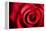 Closeup Red Rose Flower as Love Nature Background-Voy-Framed Premier Image Canvas