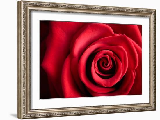 Closeup Red Rose Flower as Love Nature Background-Voy-Framed Photographic Print