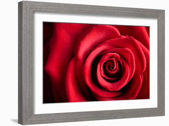 Closeup Red Rose Flower as Love Nature Background-Voy-Framed Photographic Print