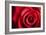 Closeup Red Rose Flower as Love Nature Background-Voy-Framed Photographic Print