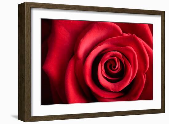 Closeup Red Rose Flower as Love Nature Background-Voy-Framed Photographic Print