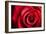 Closeup Red Rose Flower as Love Nature Background-Voy-Framed Photographic Print