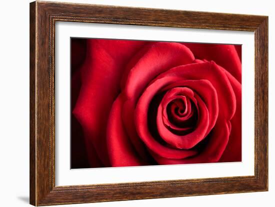 Closeup Red Rose Flower as Love Nature Background-Voy-Framed Photographic Print